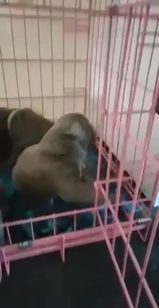 Cane Corso Pups