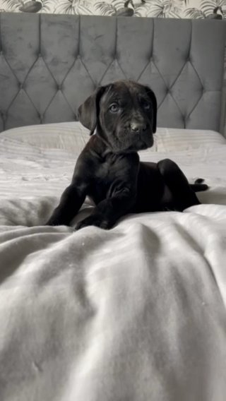 READY NOW CANE CORSO HEATH TESTED PARENTS QUALITY