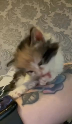 4 Beautiful Female Kittens