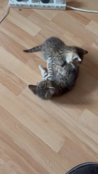 Tabby Kittens