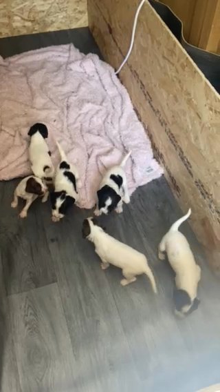 Springer Spaniel Puppies