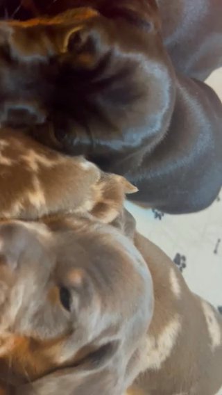 Kc PRA Clear, Dachshund (Miniature Smooth Haired)