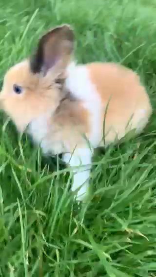 baby minilops ready next week from 13th july