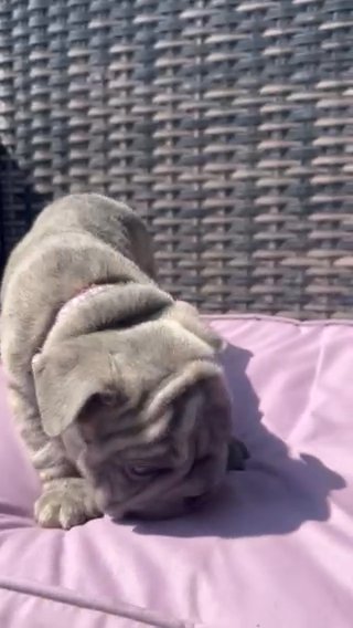 Lilac Brindle Extreme Big Rope Girl