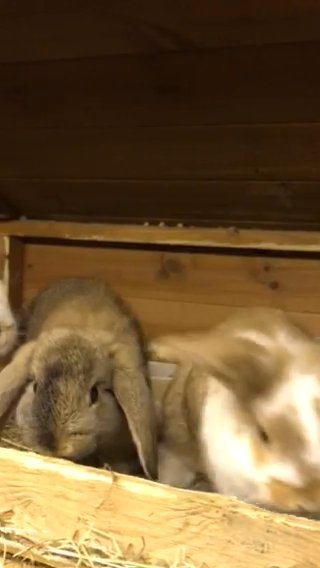 2  boy 9 week old mini lops
