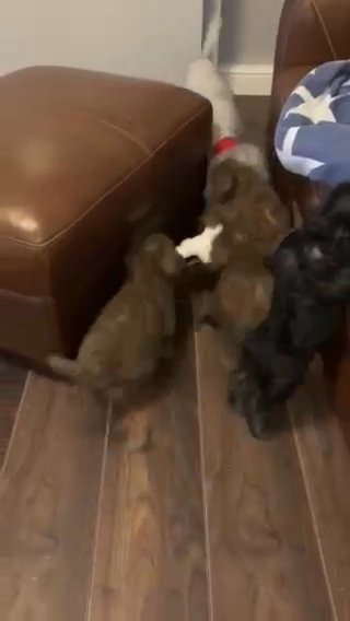 KC REG bedlington terrier pups