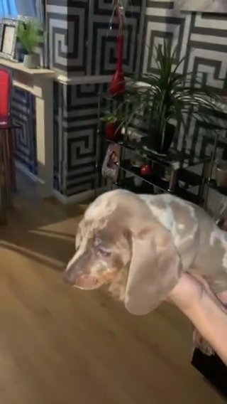 miniature dachshund