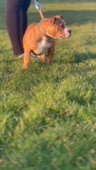 American Bully Female £1200