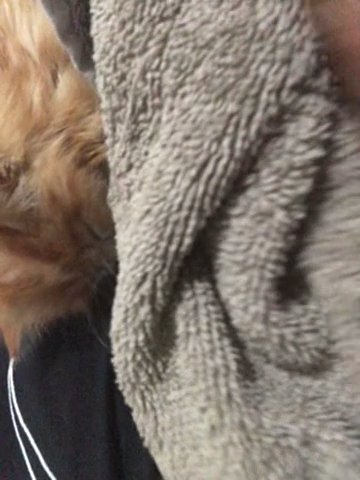 Ginger Kitten