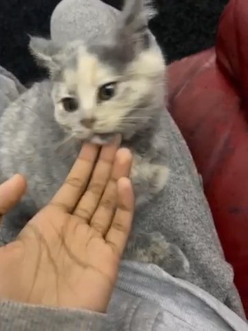 2 BEAUTIFUL BRITISH SHORT HAIR, female cats