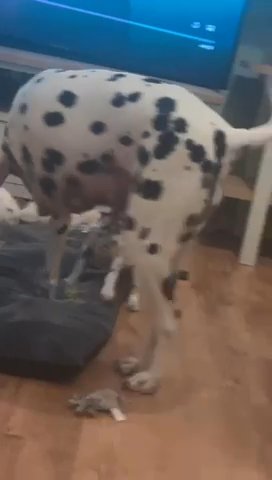 2 Beautiful Dalmatians Left