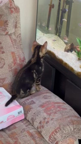Bengal 5 Mth Old