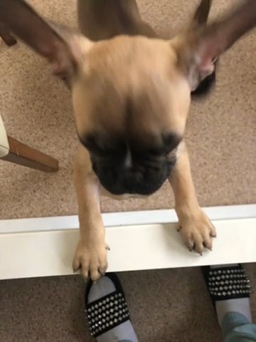 Female French Bulldog