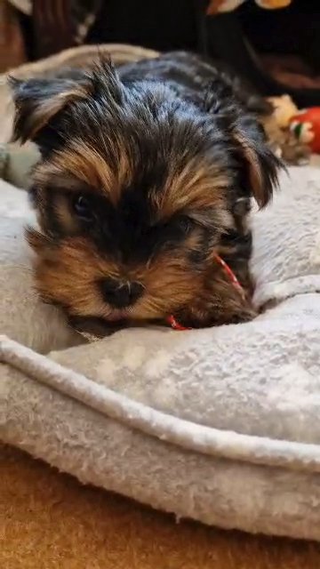 Beautiful Purebred Yorkie Pups For Sale