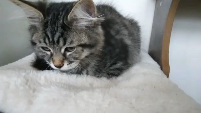 beautiful traditional siberian kitten