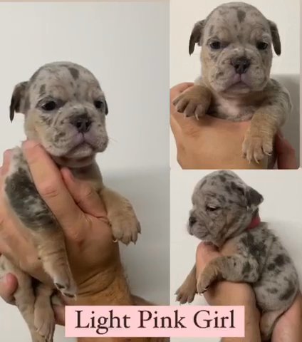 F3 Minubulls For Sale