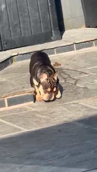 Big Rope French Bulldog