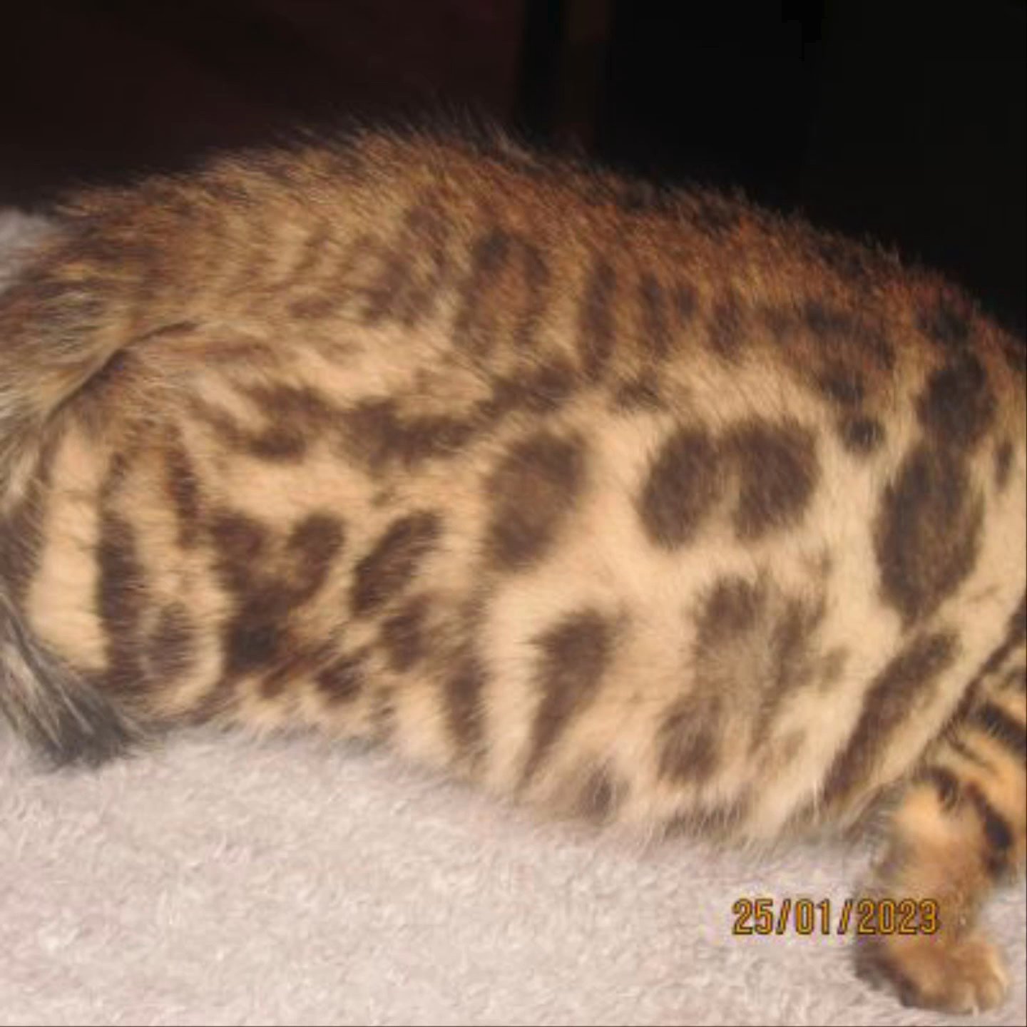 Tica Active bengal  kittens