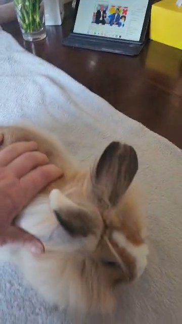 Male rabbit for sale (In Huddersfield not Bradford)