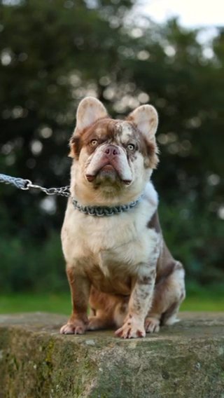 [STUD] SplitFace - New Shade Chocolate Merle Visual Fluffy