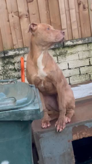 3 Females Rehome