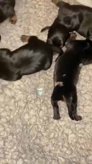 dachshund boys available