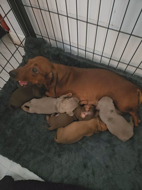 Miniature Dashund
