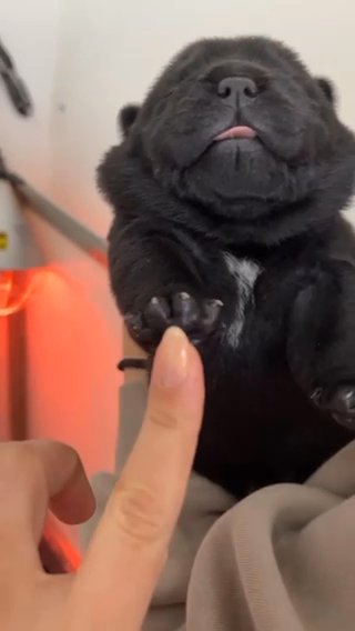 SMOOTH CHOW CHOW CARRYING PIED & TAN & BLUE & CHOC KC REG