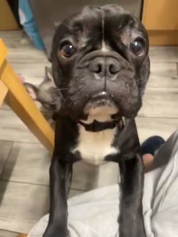 French Buldog with kc