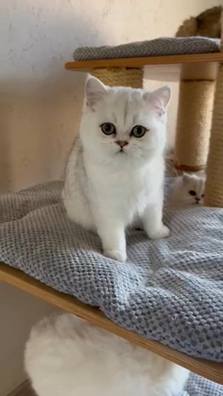 Scottish Kittens
