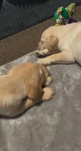 two beautiful Labrador pups