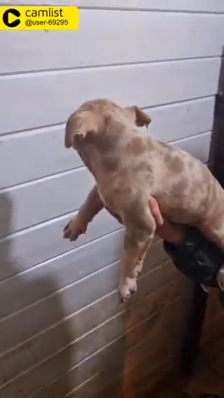 American Pocket Bully Pups