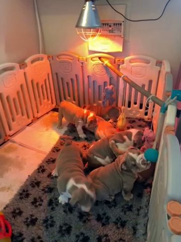 Lilac & tan puppies from Shelby and Cyrus the virus, Nemesis and golden child off spring!