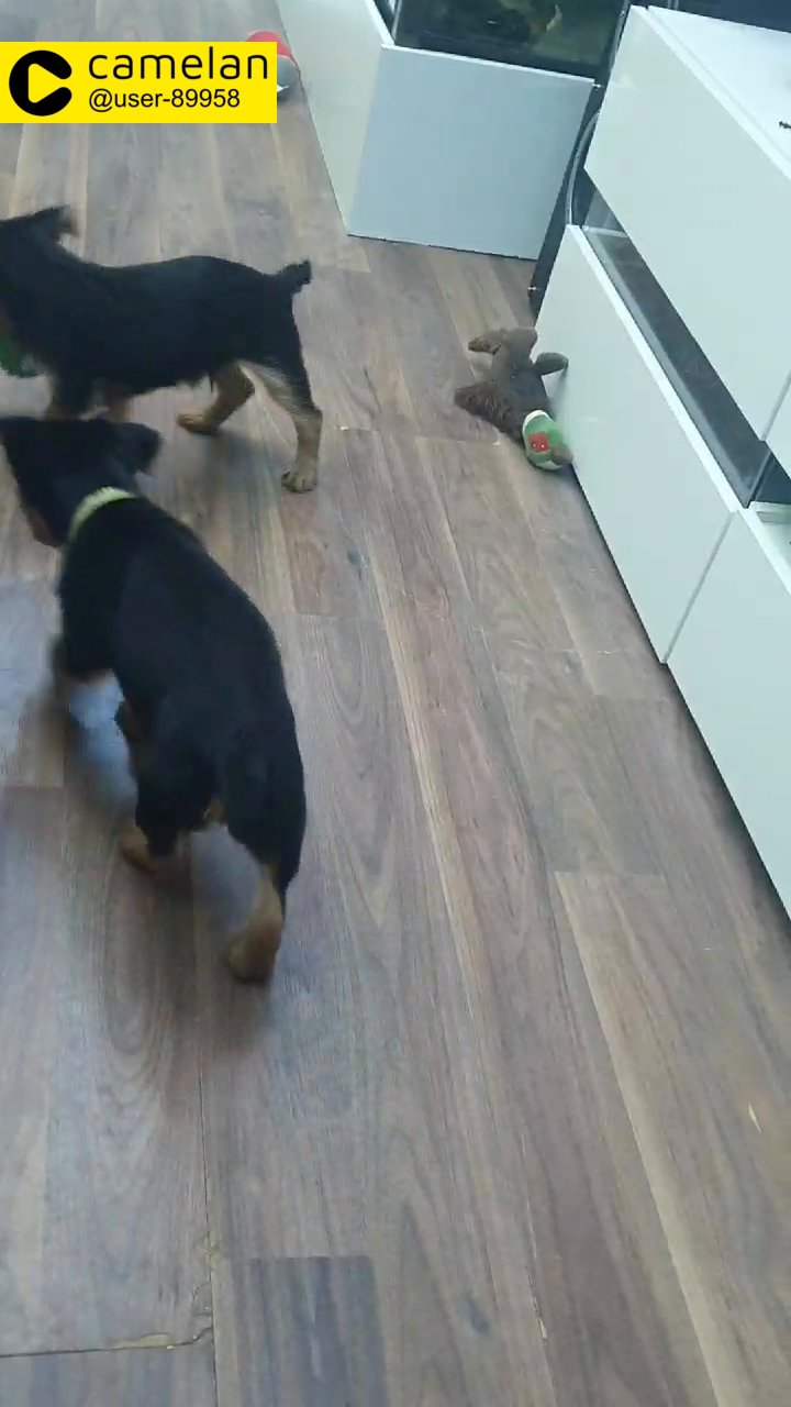 yorkahire terriers puppies