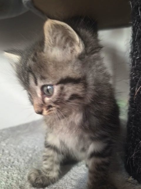 Bengal x kitten