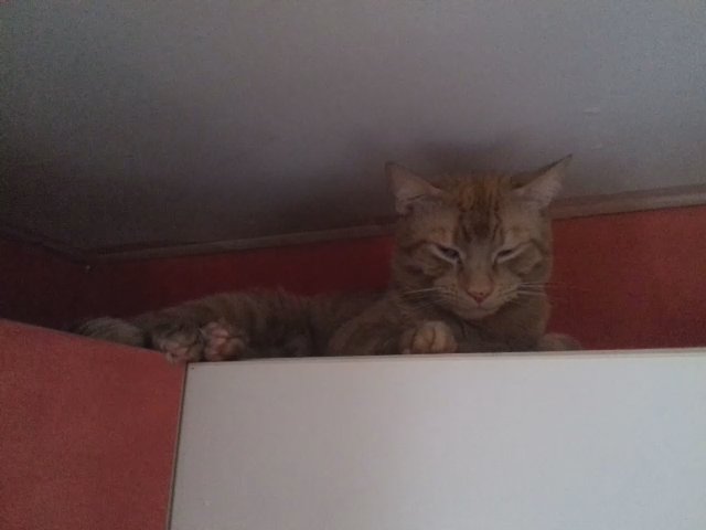 cats