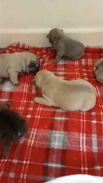 French Bulldog pups available 14/04/2023