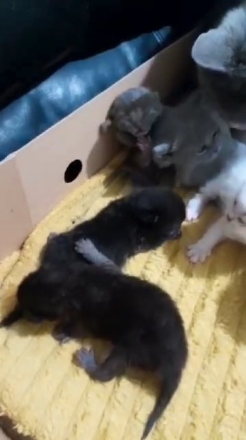 British Shorthair Kittens