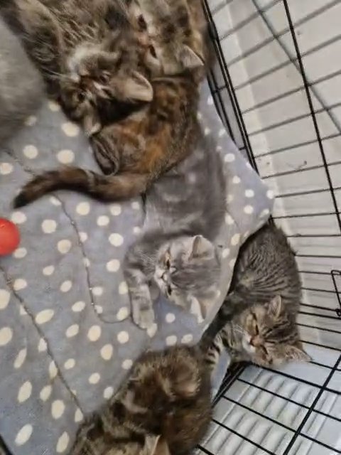 7 baby's persians