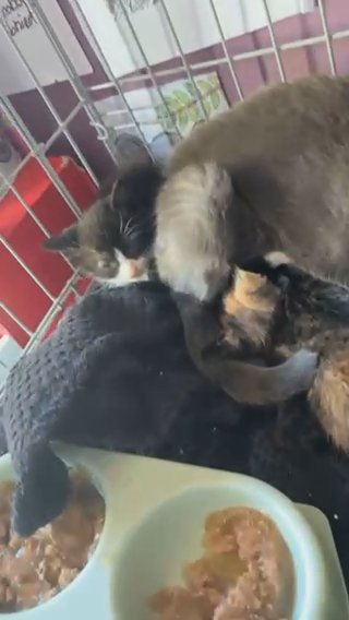 3 Kittens For Sale