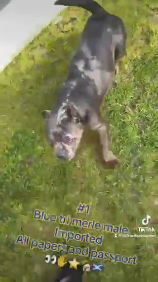 American Bully