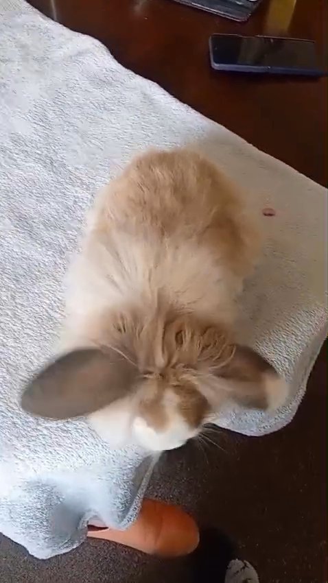 Male rabbit for sale in Huddersfield