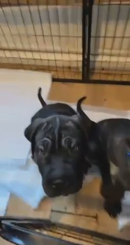 Cane Corso Mix Bullmastiff