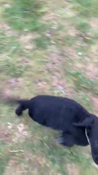 Labrador puppys for sale