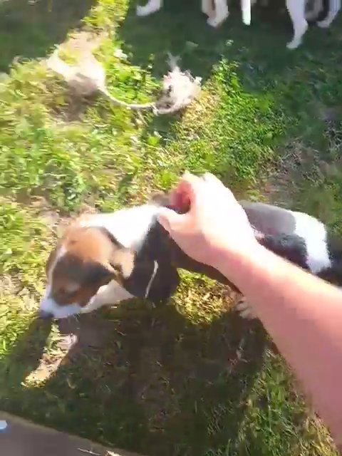 Beagle Puppies
