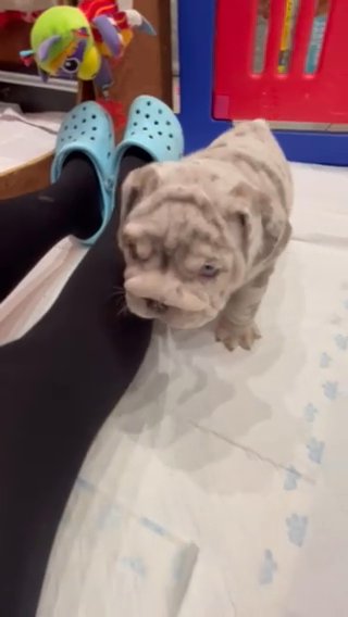 English Bulldog Boy ?