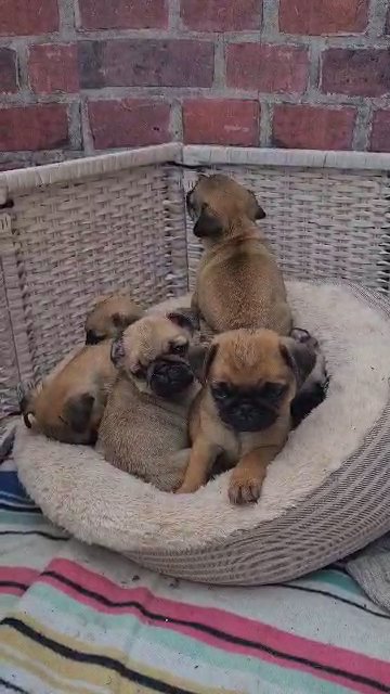 lovely puppy dogs looking for a life home