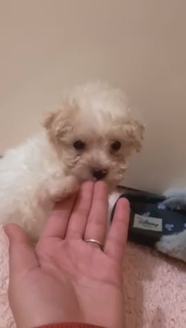 perfect poochon puppies