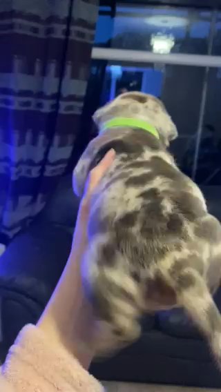 Blue Merle Female Pocket Bully Ready To Leave