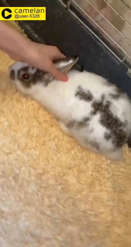rabbit
